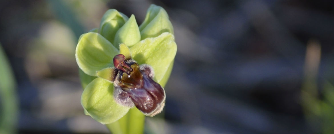 Ophrys bombyliflora