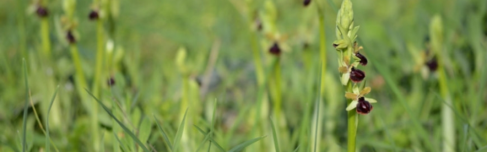 Ophrys-slider-biodiversita